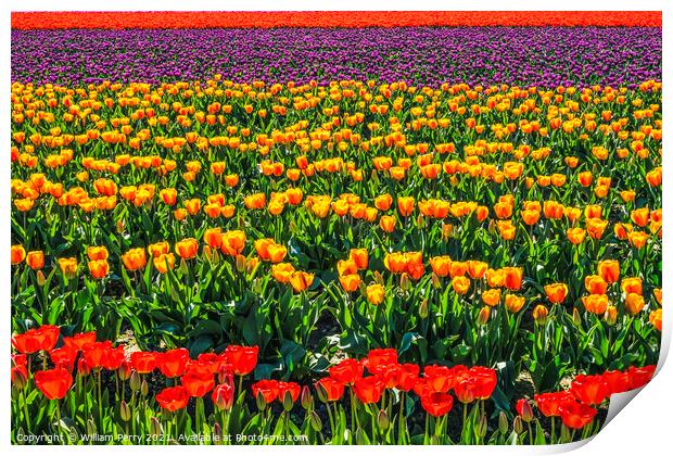 Red Orange Purple Tulips Fields Farm Skagit County, Washington Print by William Perry