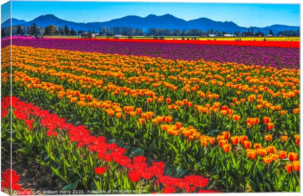Red Orange Tulips Fields Farm Skagit County, Washington Canvas Print by William Perry
