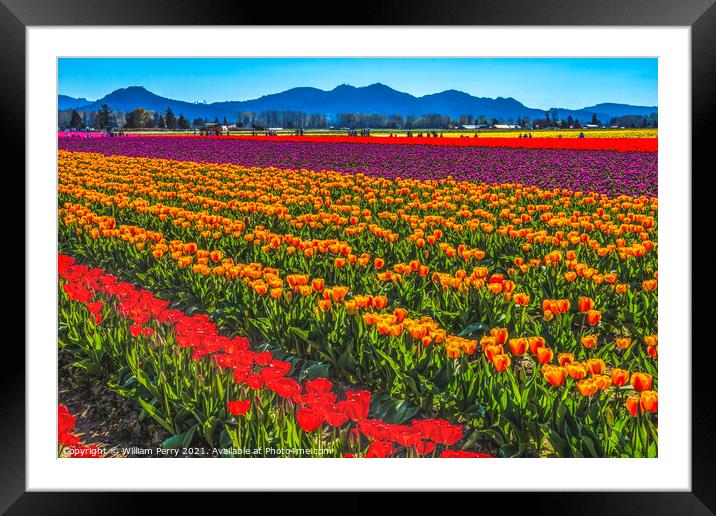 Red Orange Tulips Fields Farm Skagit County, Washington Framed Mounted Print by William Perry