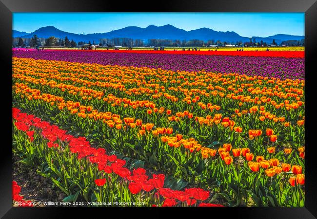 Red Orange Tulips Fields Farm Skagit County, Washington Framed Print by William Perry