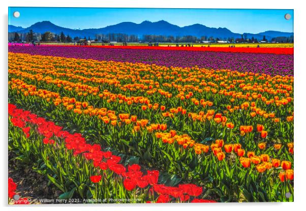 Red Orange Tulips Fields Farm Skagit County, Washington Acrylic by William Perry