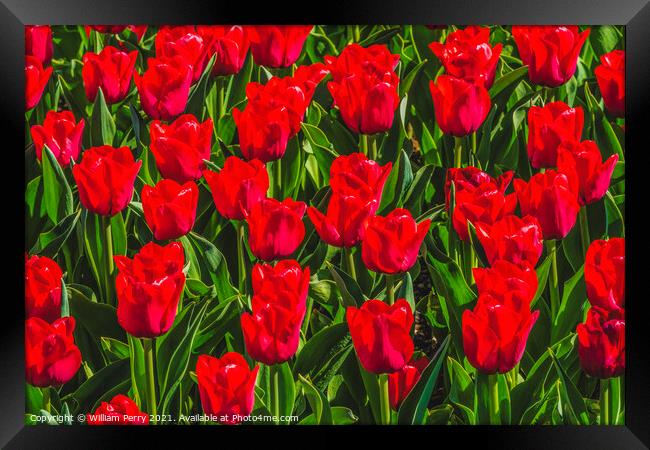 Red Tulip Fields Farm Skagit County, Washington Framed Print by William Perry