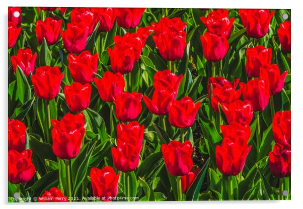 Red Tulip Fields Farm Skagit County, Washington Acrylic by William Perry