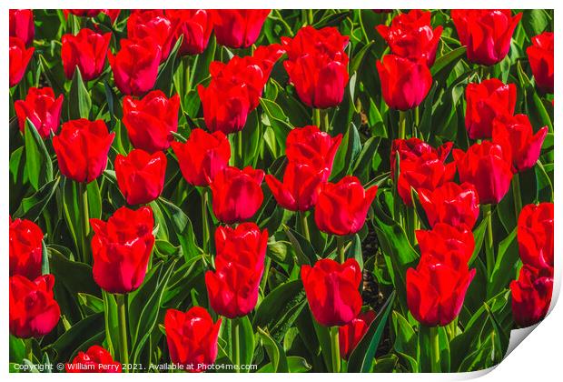 Red Tulip Fields Farm Skagit County, Washington Print by William Perry