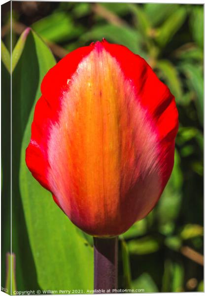 Red Yellow Darwin Tulip Blooming  Canvas Print by William Perry