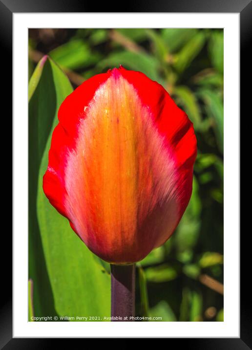 Red Yellow Darwin Tulip Blooming  Framed Mounted Print by William Perry