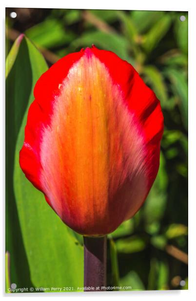Red Yellow Darwin Tulip Blooming  Acrylic by William Perry