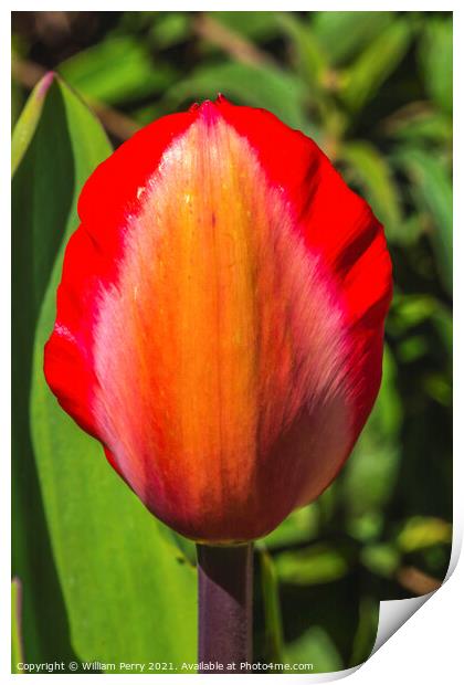 Red Yellow Darwin Tulip Blooming  Print by William Perry