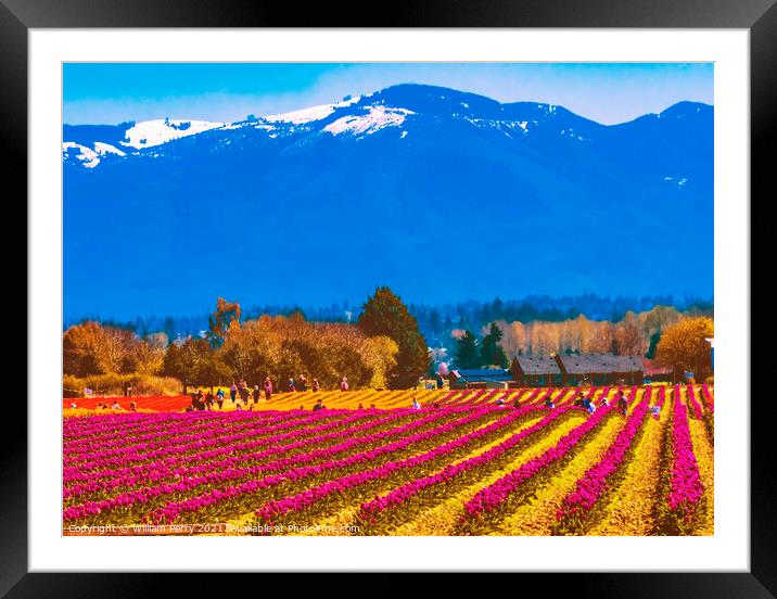 Purple Tulip Fields Farm Skagit County, Washington Framed Mounted Print by William Perry