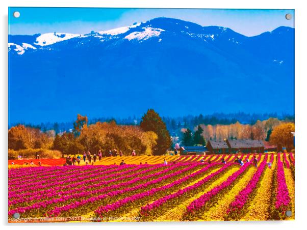 Purple Tulip Fields Farm Skagit County, Washington Acrylic by William Perry