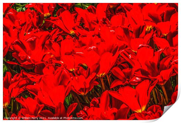 Red Tulip Fields Farm Skagit County, Washington Print by William Perry