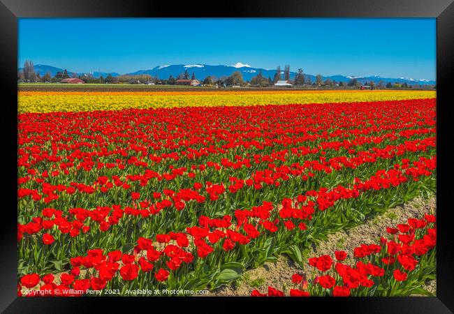 Colorful Red Tulips Farm Snowy Mount Baker Skagit Valley Washing Framed Print by William Perry