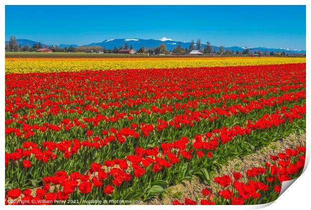 Colorful Red Tulips Farm Snowy Mount Baker Skagit Valley Washing Print by William Perry