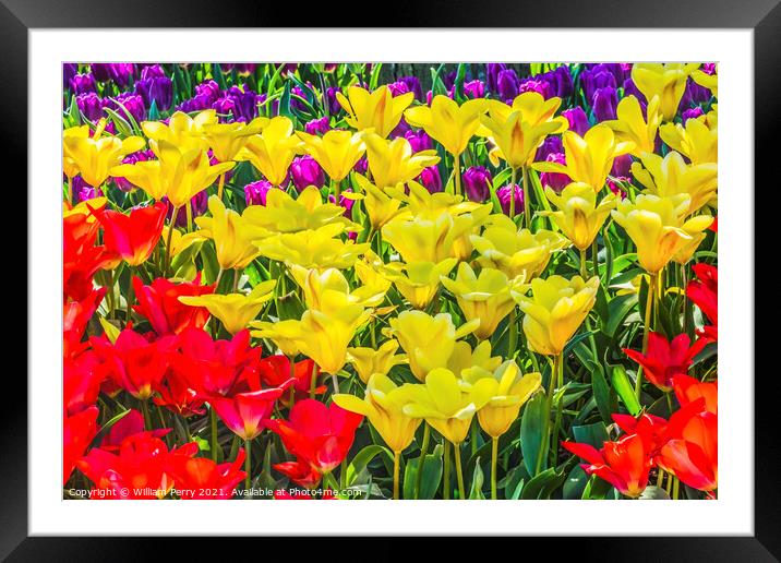 Yellow Red Tulip Fields Farm Skagit County, Washington Framed Mounted Print by William Perry