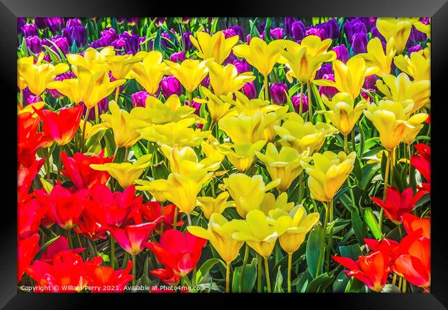 Yellow Red Tulip Fields Farm Skagit County, Washington Framed Print by William Perry