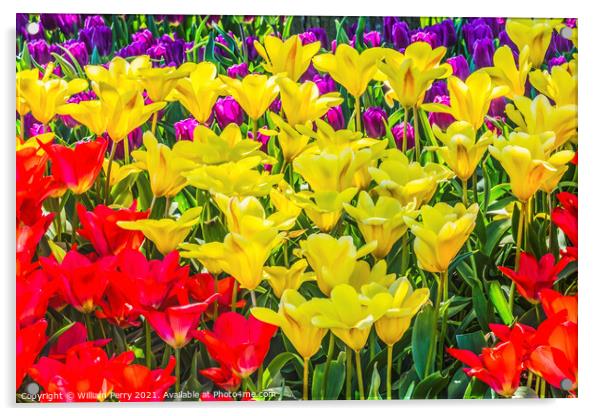 Yellow Red Tulip Fields Farm Skagit County, Washington Acrylic by William Perry