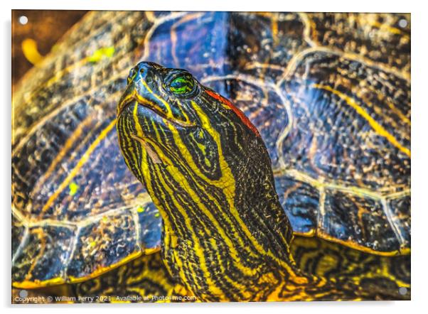 Western Painted Turtle Juanita Bay Park Lake Washington Kirkland Acrylic by William Perry