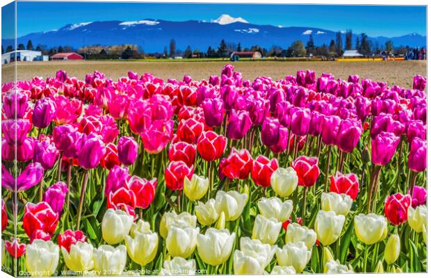 Colorful Pinke Tulips Farm Snowy Mount Baker Skagit Valley Washi Canvas Print by William Perry