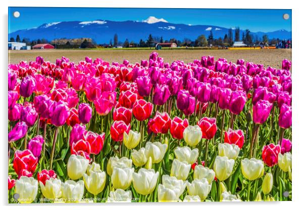 Colorful Pinke Tulips Farm Snowy Mount Baker Skagit Valley Washi Acrylic by William Perry