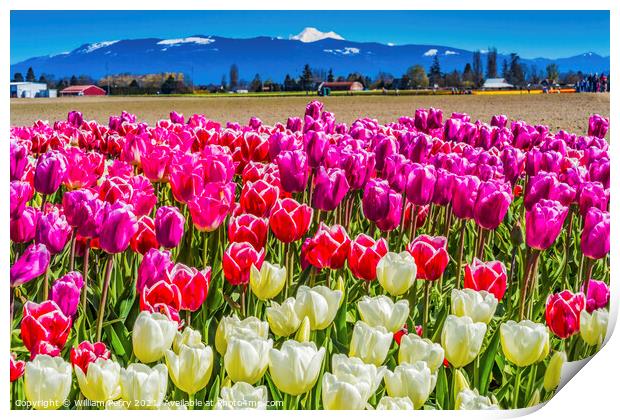 Colorful Pinke Tulips Farm Snowy Mount Baker Skagit Valley Washi Print by William Perry