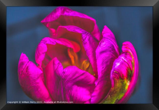 Pink Green Darwin Tulip Blooming Macro Framed Print by William Perry