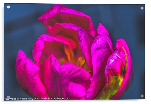 Pink Green Darwin Tulip Blooming Macro Acrylic by William Perry