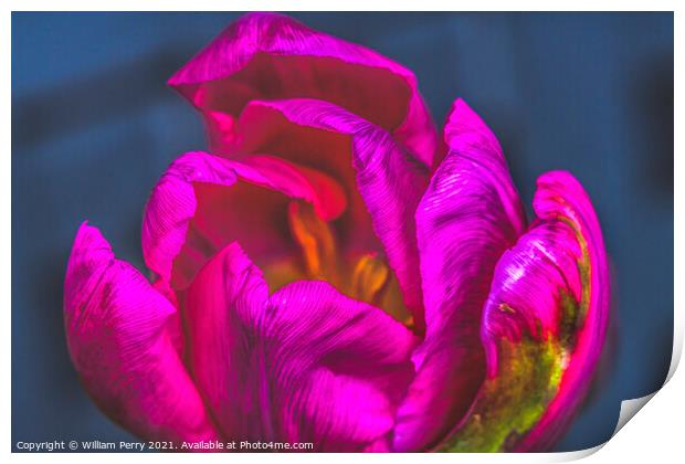 Pink Green Darwin Tulip Blooming Macro Print by William Perry