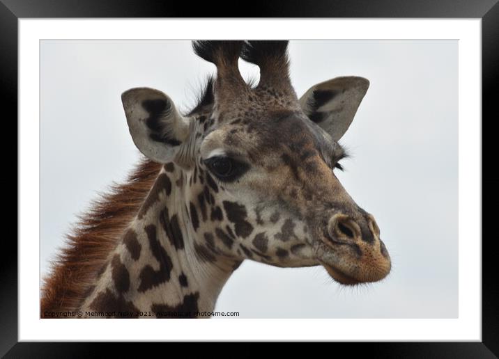Masai Giraffe Kenya Framed Mounted Print by Mehmood Neky