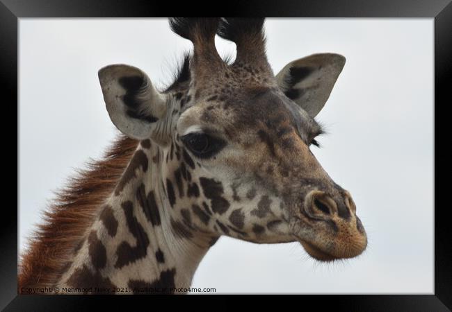 Masai Giraffe Kenya Framed Print by Mehmood Neky