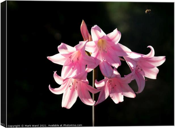 Pink Lily Canvas Print by Mark Ward