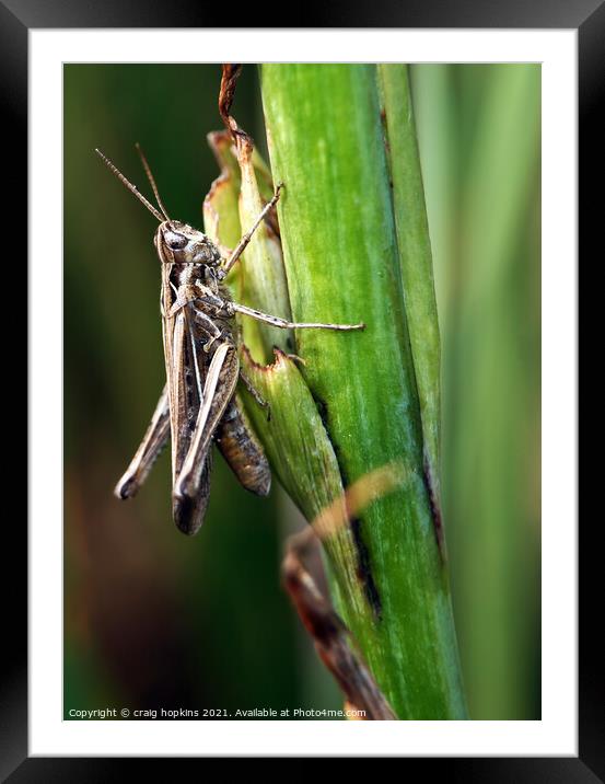 Grasshopper Framed Mounted Print by craig hopkins