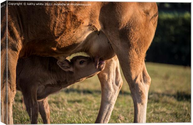 Maternal Bonding A Newborn Calf Drinking Milk From Canvas Print by kathy white