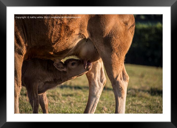 Maternal Bonding A Newborn Calf Drinking Milk From Framed Mounted Print by kathy white