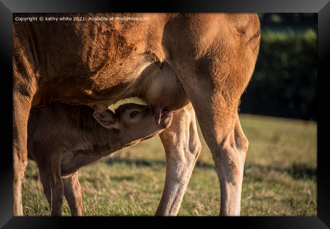 Maternal Bonding A Newborn Calf Drinking Milk From Framed Print by kathy white