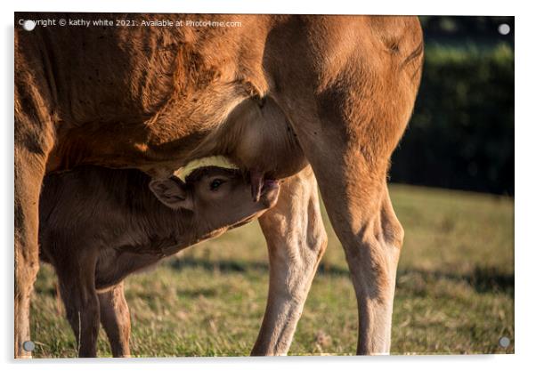 Maternal Bonding A Newborn Calf Drinking Milk From Acrylic by kathy white