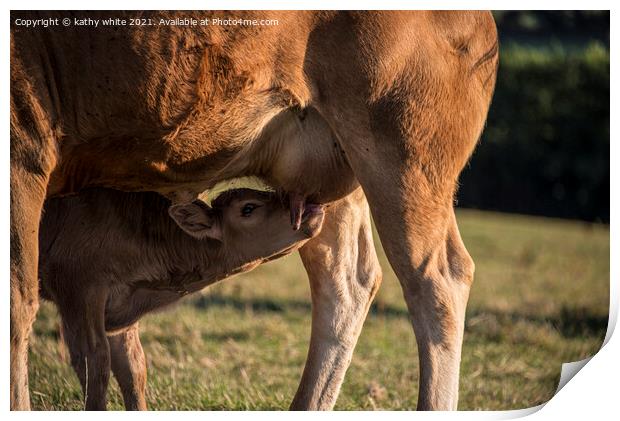Maternal Bonding A Newborn Calf Drinking Milk From Print by kathy white