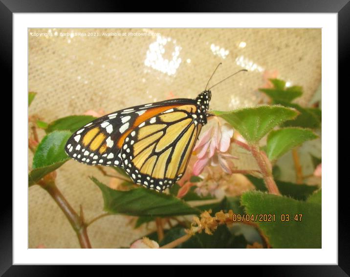 A insect on a flower Framed Mounted Print by Barbara Rea