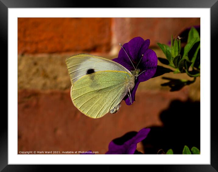 Cabbage White Butterfly Framed Mounted Print by Mark Ward