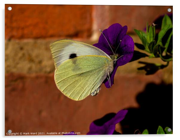 Cabbage White Butterfly Acrylic by Mark Ward