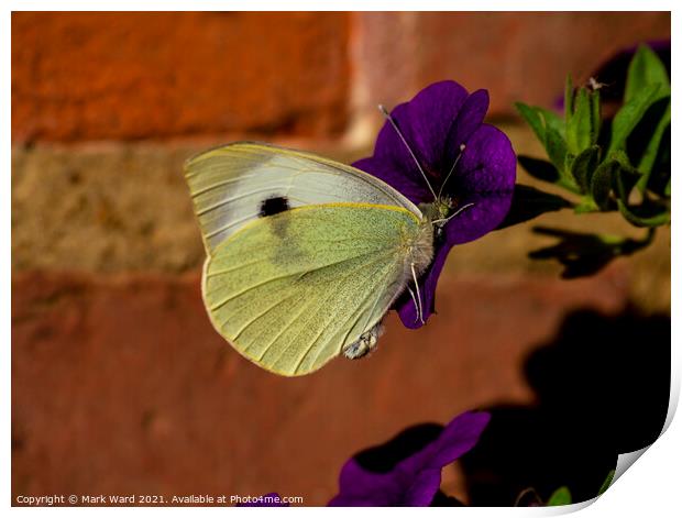 Cabbage White Butterfly Print by Mark Ward
