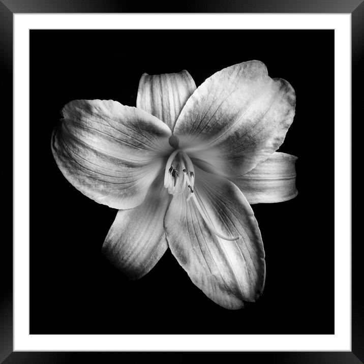 Daylily flower Framed Mounted Print by Martin Williams