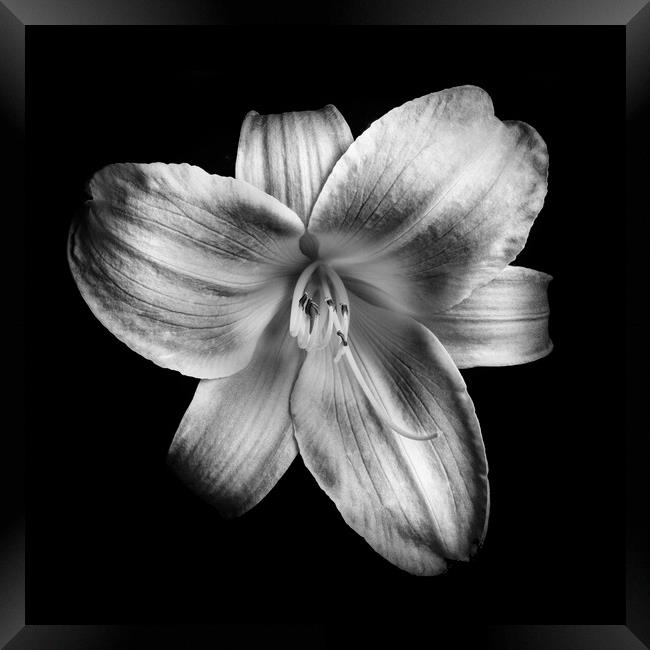 Daylily flower Framed Print by Martin Williams