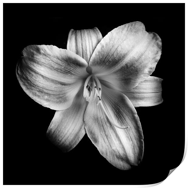 Daylily flower Print by Martin Williams