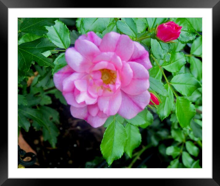 Last roses of Summer Framed Mounted Print by Stephanie Moore