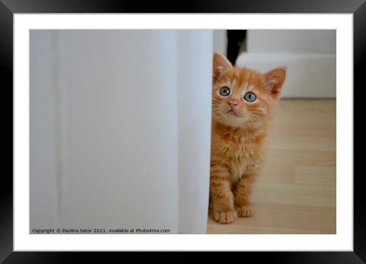 Kitten's curiosity Framed Mounted Print by Paulina Sator