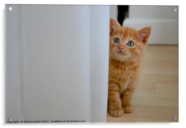 Kitten's curiosity Acrylic by Paulina Sator