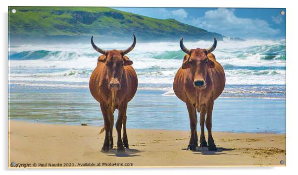 Transkei Xhosa Nguni on Wild coast beach South Afr Acrylic by Paul Naude