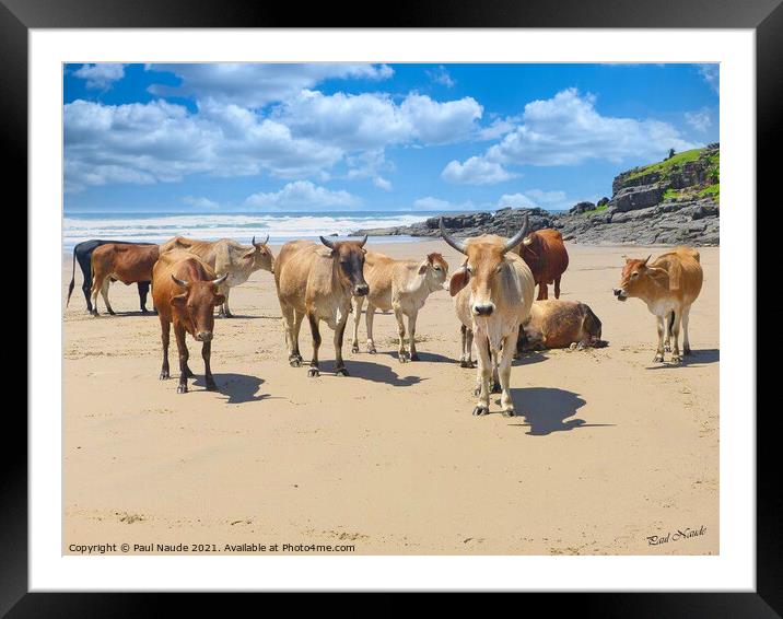 Xhosa Zulu Nguni herd - Transkei wild coast South Africa Framed Mounted Print by Paul Naude
