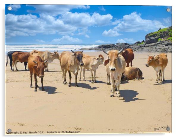 Xhosa Zulu Nguni herd - Transkei wild coast South Africa Acrylic by Paul Naude