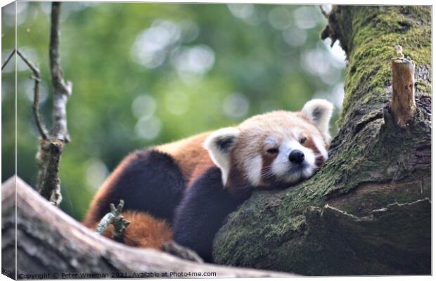 A red panda resting on a branch  Canvas Print by Peter Wiseman